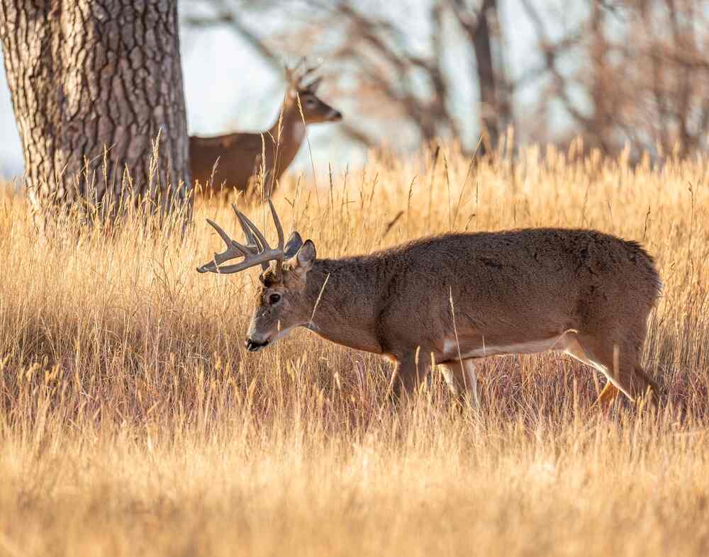 Mature whitetail buck