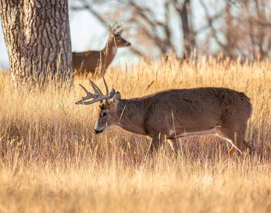 Mature whitetail buck