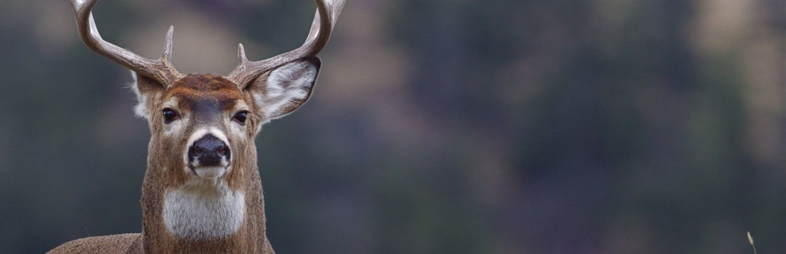 Trophy buck