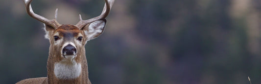 Trophy buck