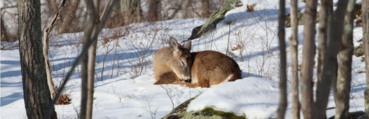 Whitetail deer sleeps peacefully in a snowy wooded area 