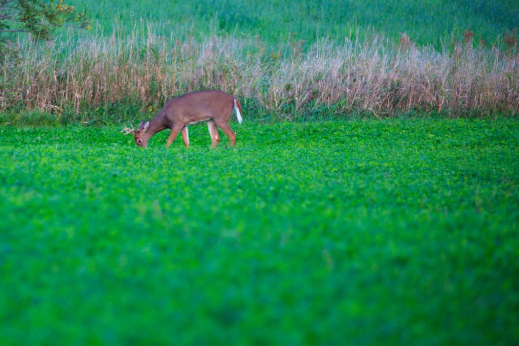 Deer eats grass