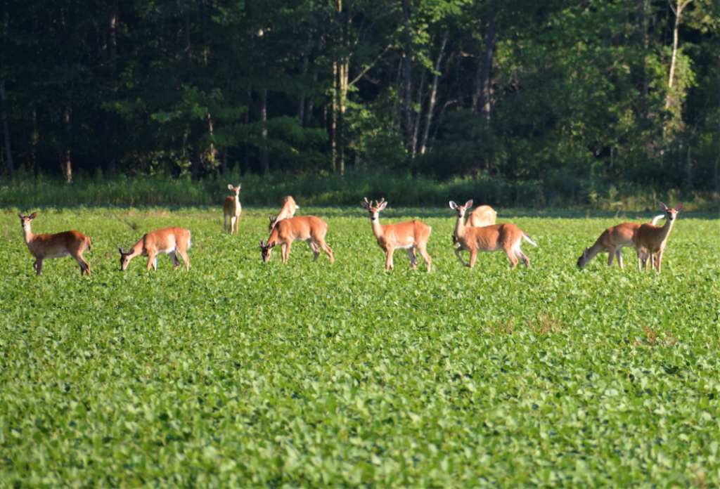 Group of whitetail deer eating