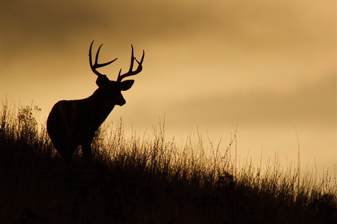 ●	Whitetail buck silhouette at last light in the evening
