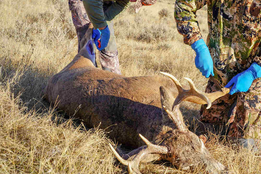Two male hunters dressed in camo prepare to field dress a buck. 