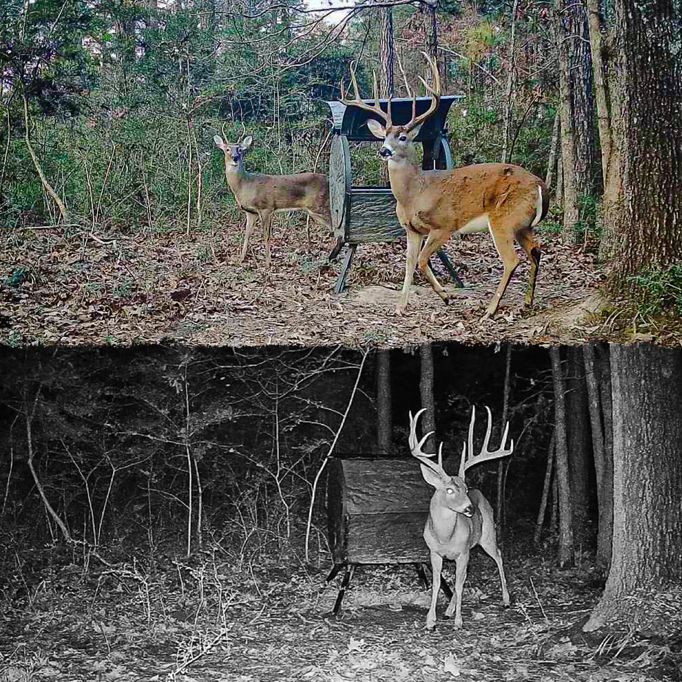 Daytime Deadfall Feeder | Timed Deer Feeder | Tectonic USA