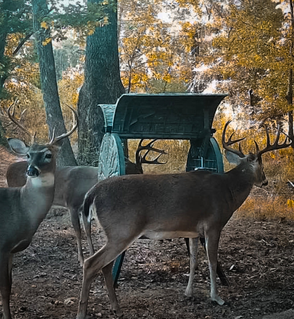 Daytime Deer Feeder – OUTFITTER BUNDLE